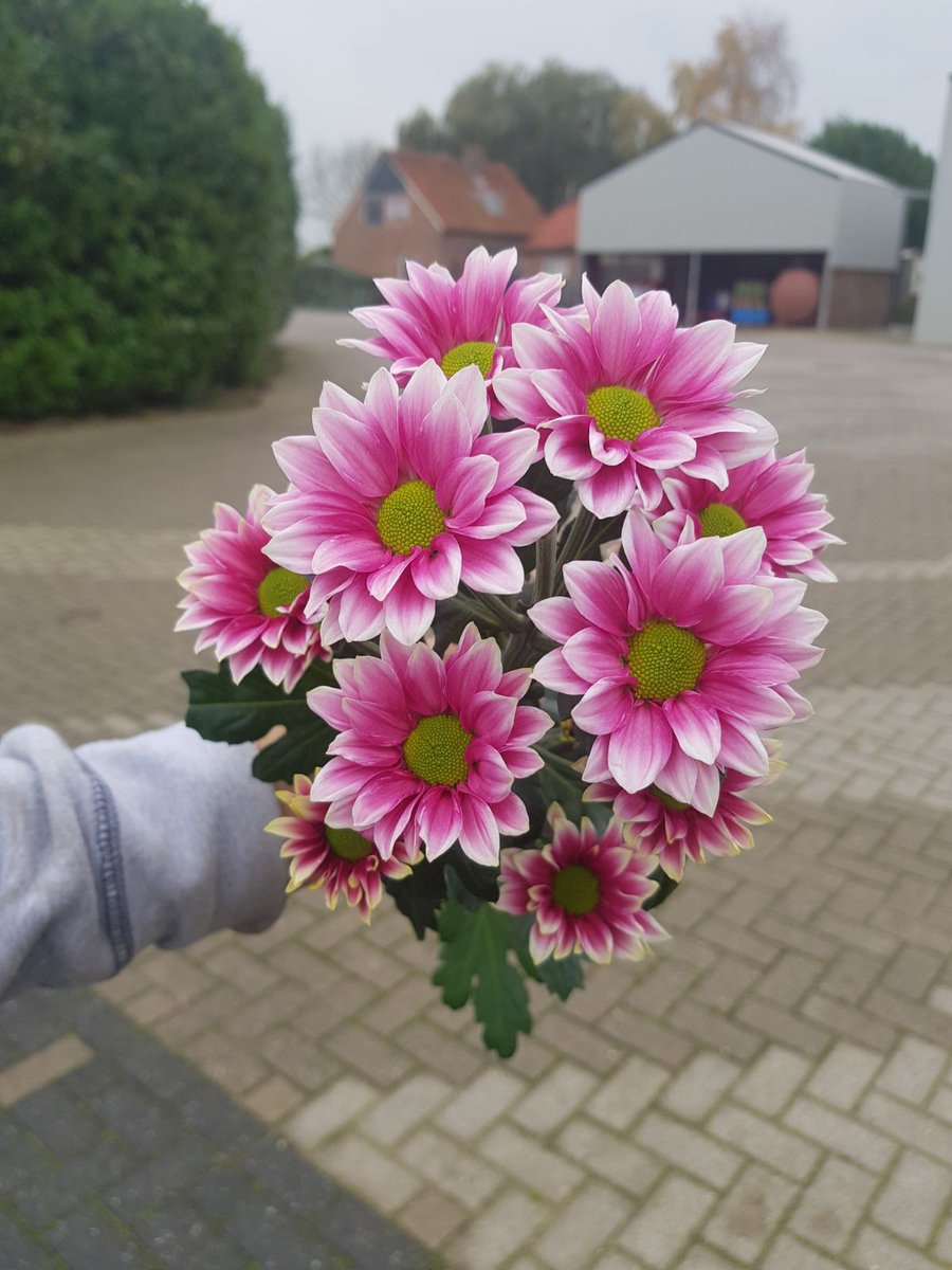 _RiverFlowers's tweet photo. De eerste Haydar Pink stek zijn binnen.
Deze worden vandaag geplant.
Wij gaan deze oogsten eind week 13.

Wie o wie wordt de eerst koper. 
De eerste koper krijgt wat leuks. https://t.co/U4esy7utuz
