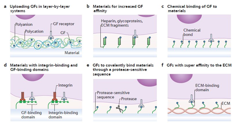 Exploring materials science to modulate cell-matrix-growth factor crosstalk in MSCs go.nature.com/2Es6z8z <a href="/NatRevMater/">NatRevMaterials</a> by Matt Dalby, Andres Garcia and Manuel Salmeron-Sanchez <a href="/ManuelMime/">Manuel Salmeron</a> <a href="/UofGlasgow/">University of Glasgow</a> <a href="/GeorgiaTech/">Georgia Tech</a> #integrins #matrix #bionengineering #stemcells