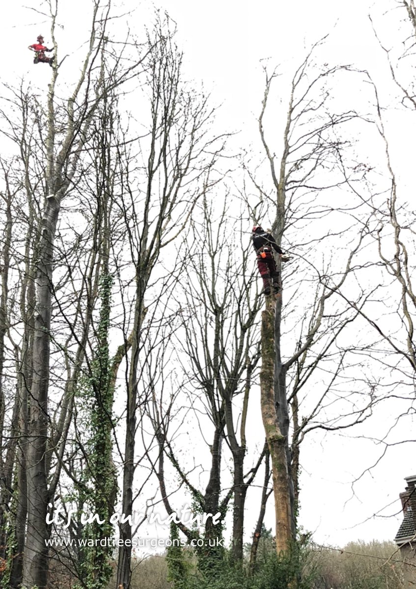 WardTreeSurgeon's tweet image. Liam and Darren doing a stellar job at dismantling this tree in Winscombe.

We carry out an array of tree-related services across Weston-super-Mare, Bristol and Somerset. Call us on 01934 822 722 or message us on here for a quote.
