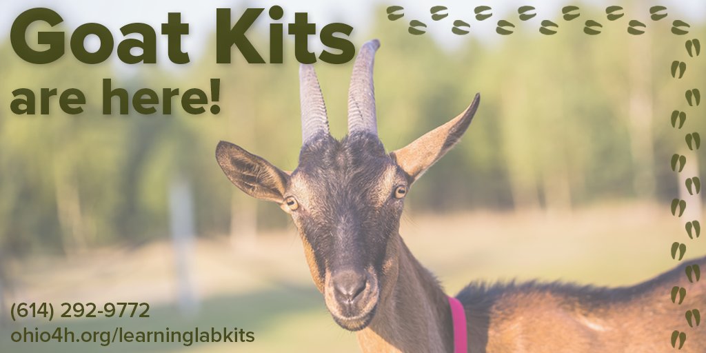 learninglabkits's tweet image. The Goat #LearningLabKits are back! See more about this kit, here: ohio4h.org/books-and-reso… #EducationalCurriculum #4H #Ohio4H #AnimalScience #Goats #GoatLove 🍀🐐