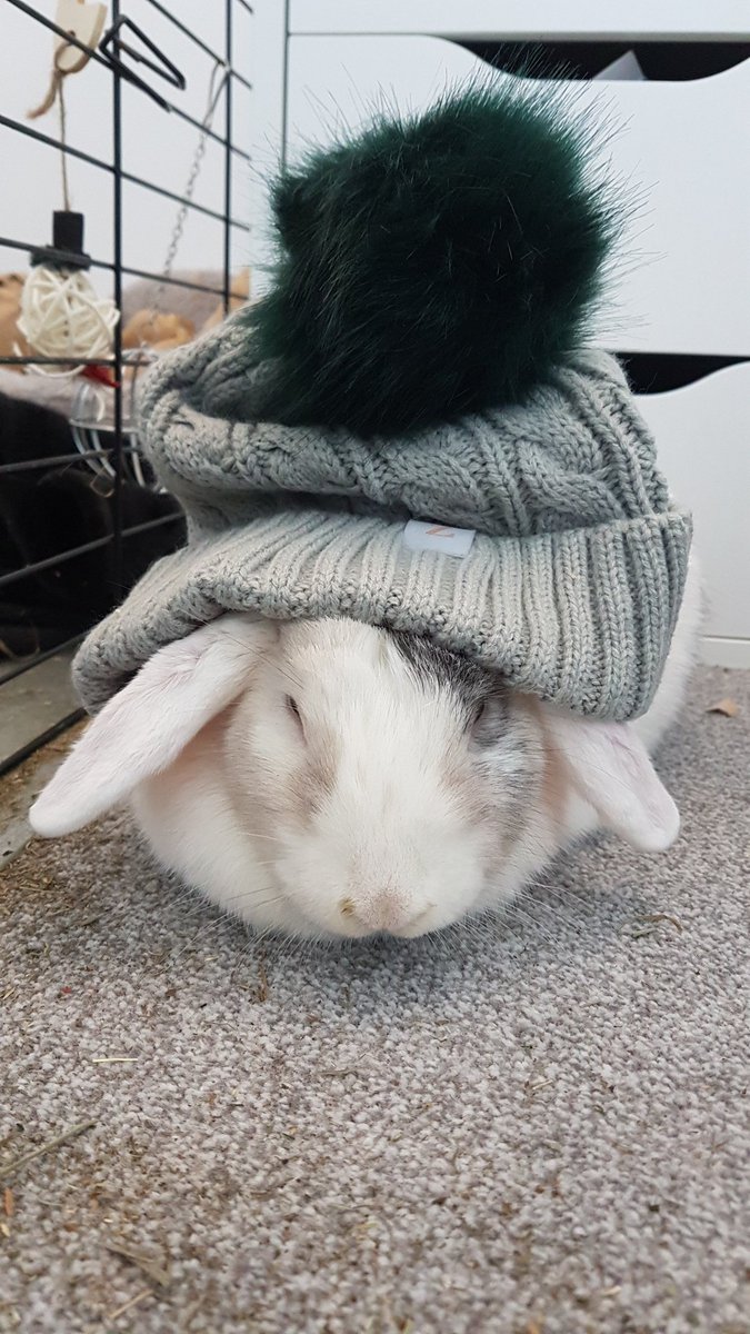 Charlottenbains's tweet photo. Even my rabbit suits 🐰 @Zoella @ZoellaLifestyle https://t.co/6635tzCi2P