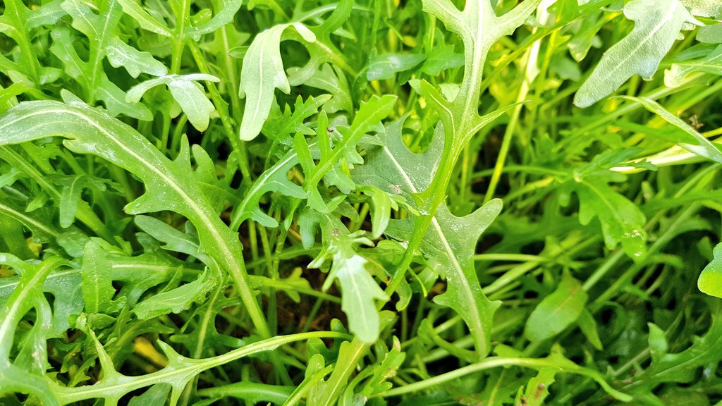 Weather conditions improvment.Works in progress.Baby leaves of high quality! <a href="/A_Vezyroglou/">Antonis Vezyroglou</a> @ElsaTyrekidoy <a href="/Iliana_Avramova/">Iliana Avramova</a> <a href="/D_Delidimoudis/">Dimitris Delidimoudis</a> @AlexisEgglezos <a href="/MyUltraLife/">Christos D. Katsanos - Chevalier de l'Imaginaire</a> <a href="/digartzonikas/">Dimitris Gartzonikas</a>