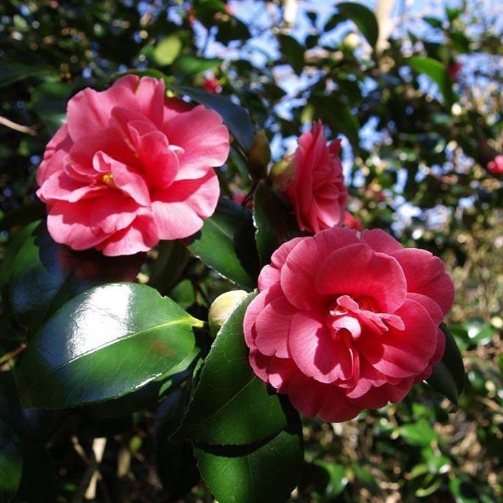 If you’re looking for some #midweekmotivation, here is a spark of camellia colour from @BodnantGardenNT to brighten your day. Don’t forget, you can still #VoteForBodnant for the BBC <a href="/CountryfileMag/">Countryfile Magazine</a> Awards 2018 #BidioAmBodnant bit.ly/2DOzmpD