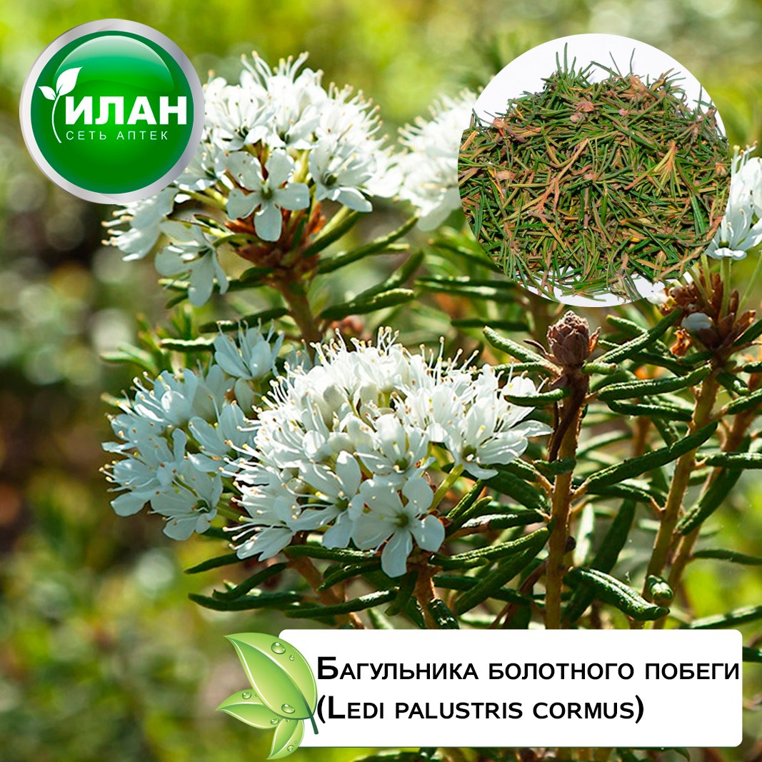 Фармацевт багульника болотного побеги