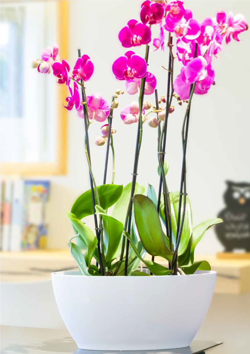 vecamericausa's tweet photo. #planter #fashion #beautiful #art #miamiflowers #miamiflorals #luxury #happy #nature #miamiorchids #outdoors #patio #backyard #patiodecor #garden #nursery https://t.co/XEkiaUCwSd