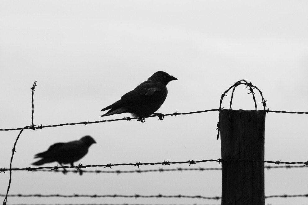 Над тюрьмою полночь вся чернее сажи. Красное дерево Гио пика чёрные вороны. Птицы над тюрьмой. Птица на колючей проволоке. Тюрьма черный ворон.