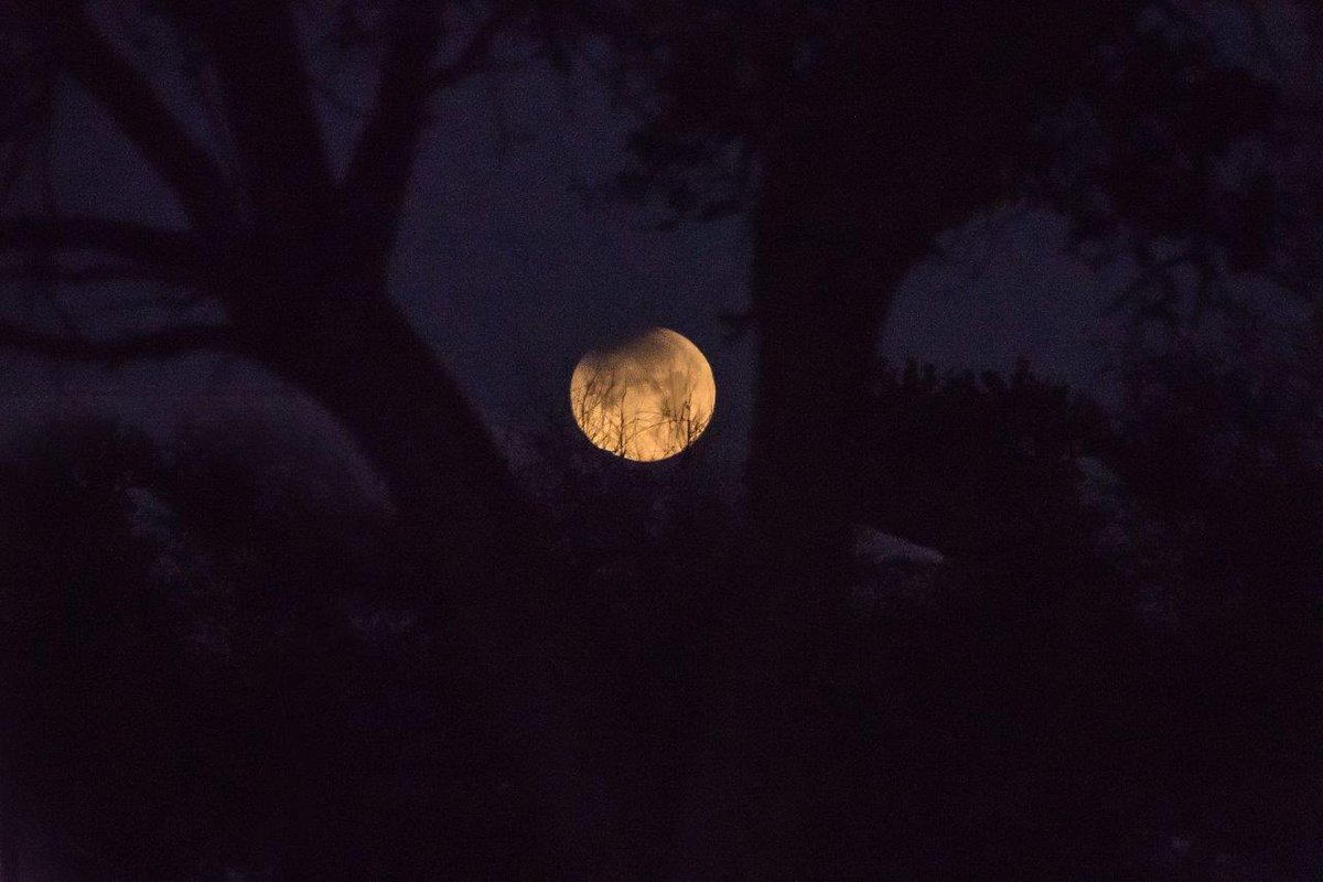 cherylcohee's tweet photo. @TMainolfiWESH Thanks for the info. Here's a shot through the trees of this morning's show! https://t.co/5vKNgKVF6q