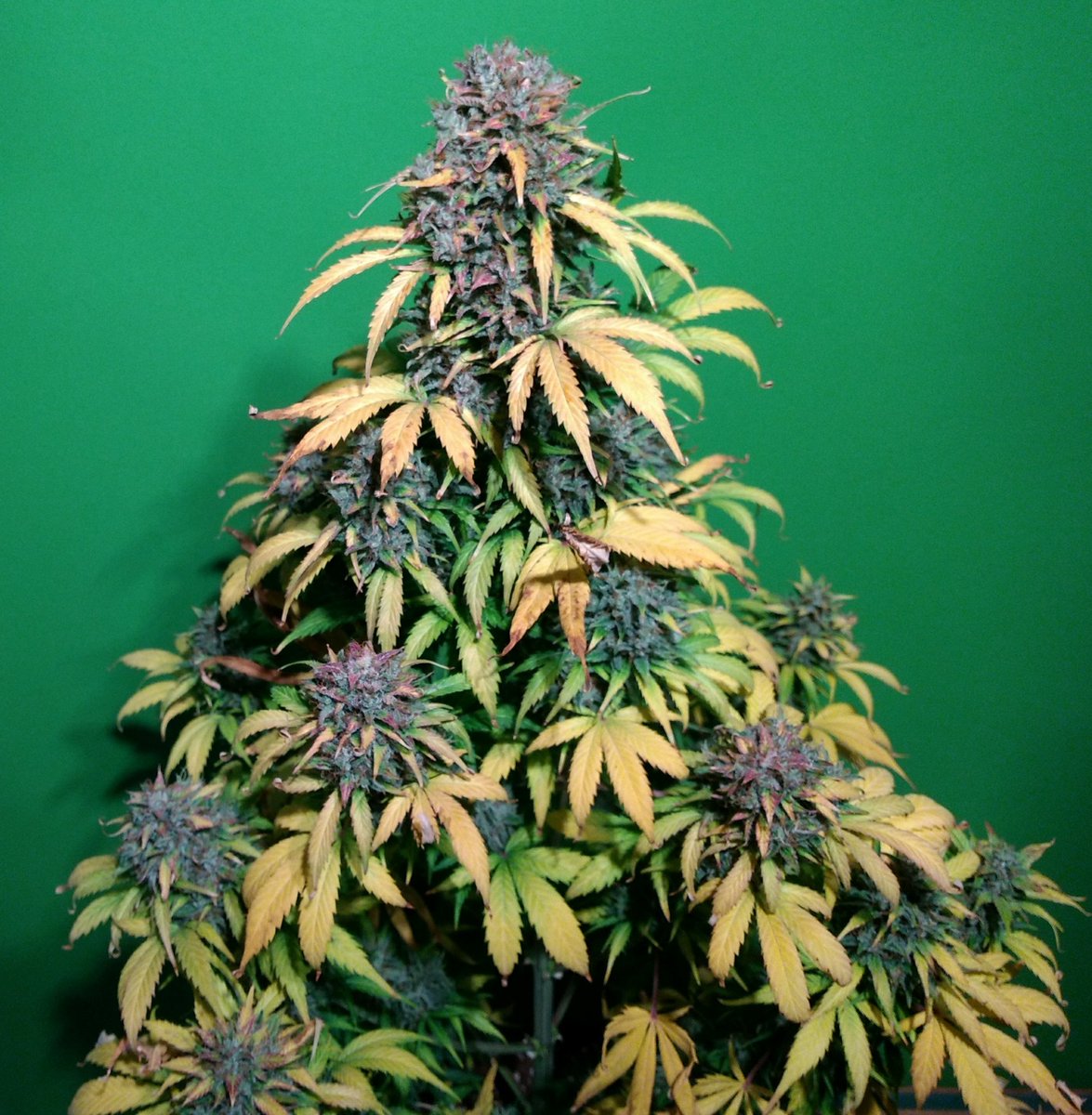 HCannabicas's tweet photo. 💨🌱
✂️✂️✂️
97 días a tu cintura,
que ratos de felicidad,
cultivando esta hermosura...
aventura de quehaceres,
jardines y placeres!

#Fraggleskunk #auto
#philosopherseeds
#orgánico
#bac
#autocultivo #marihuana
#despenalización #cannabis
🌱🌱💨💨 https://t.co/CGSCZVrajT