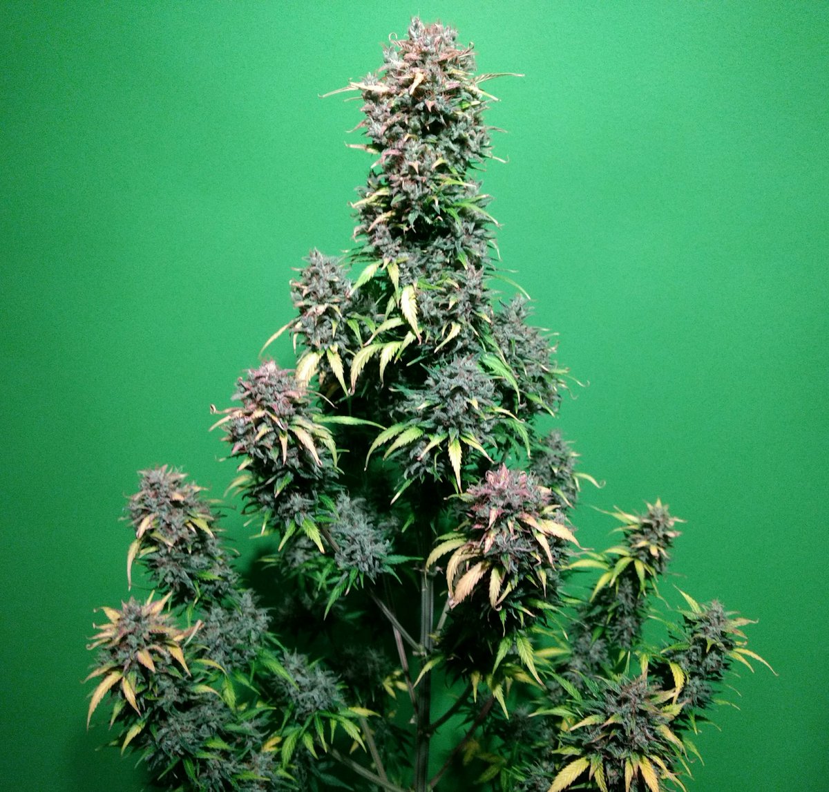 HCannabicas's tweet photo. 💨🌱
✂️✂️✂️
97 días a tu cintura,
que ratos de felicidad,
cultivando esta hermosura...
aventura de quehaceres,
jardines y placeres!

#Fraggleskunk #auto
#philosopherseeds
#orgánico
#bac
#autocultivo #marihuana
#despenalización #cannabis
🌱🌱💨💨 https://t.co/CGSCZVrajT