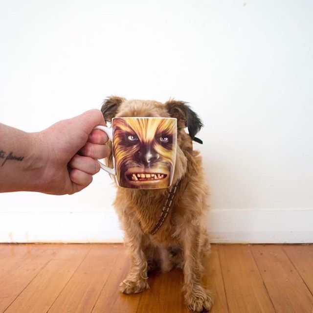 “Is #wookiewednesday a thing? Let’s make it a thing, ma!” 🤷‍♀️ Behold. \\\ 📷 <a href="/digbyvanwinkle/">Digby Van Winkle</a> ift.tt/2GzgREp