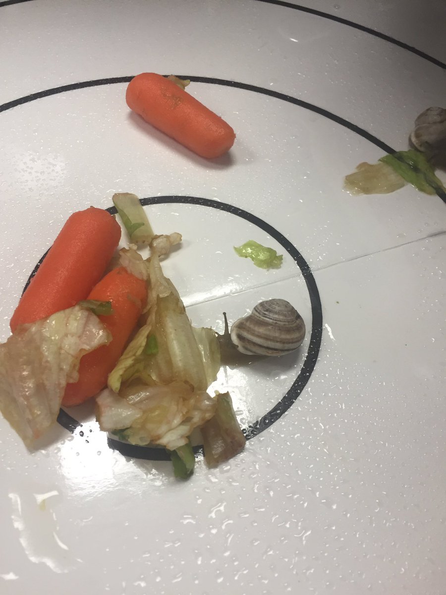 AngelaDellK's tweet photo. On your mark, get set, GO!!! #snailraces https://t.co/KyhB0JPzX6