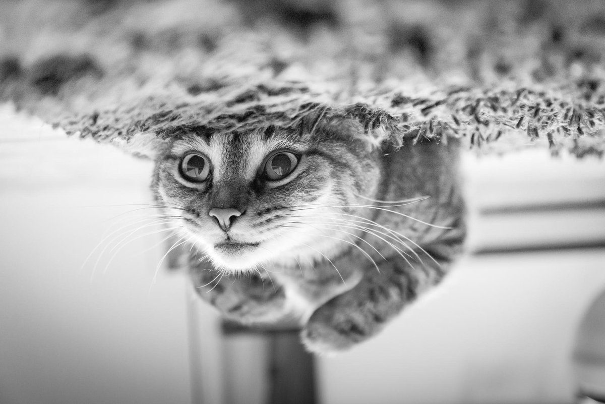PetableCare's tweet photo. some days you just need to slow down and smell the #catnip
#catsoftwitter #bepetable #appforpets https://t.co/adYwRvwrB2