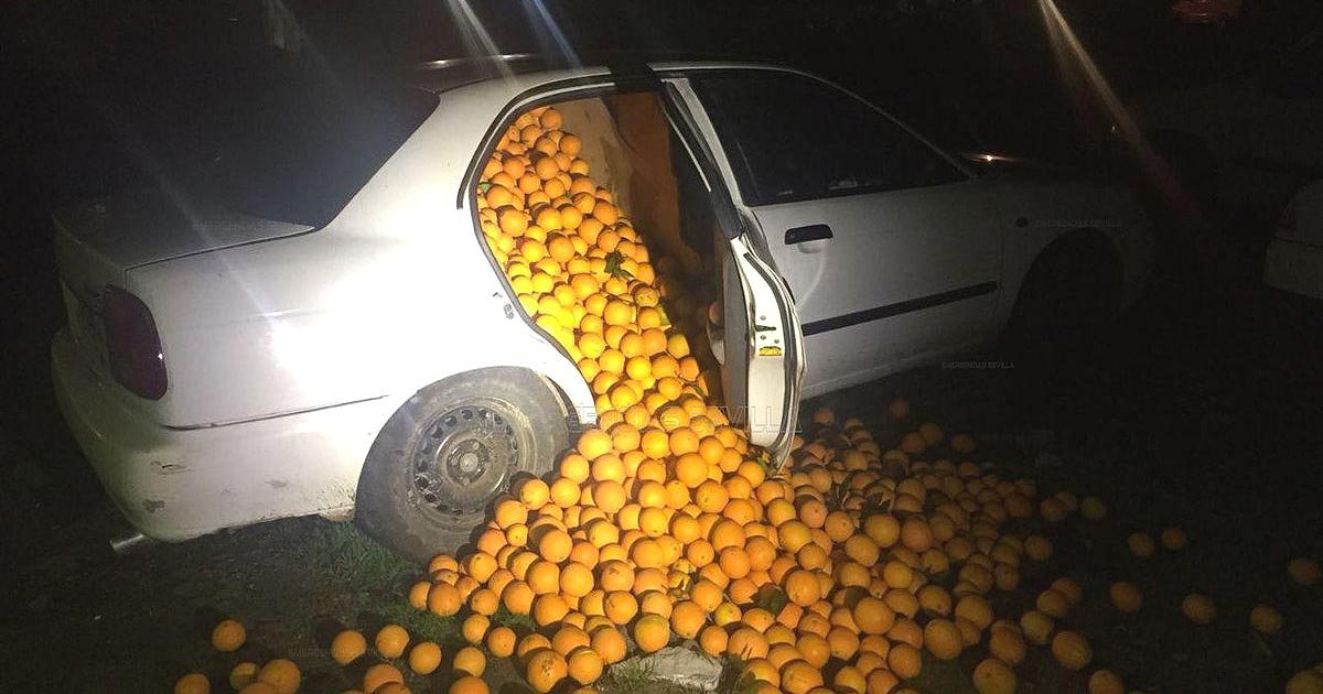 WTKR3's tweet photo. Police pull over a car, oranges come tumbling out https://t.co/oYNaIh2Wne https://t.co/ctG2hkgN5i