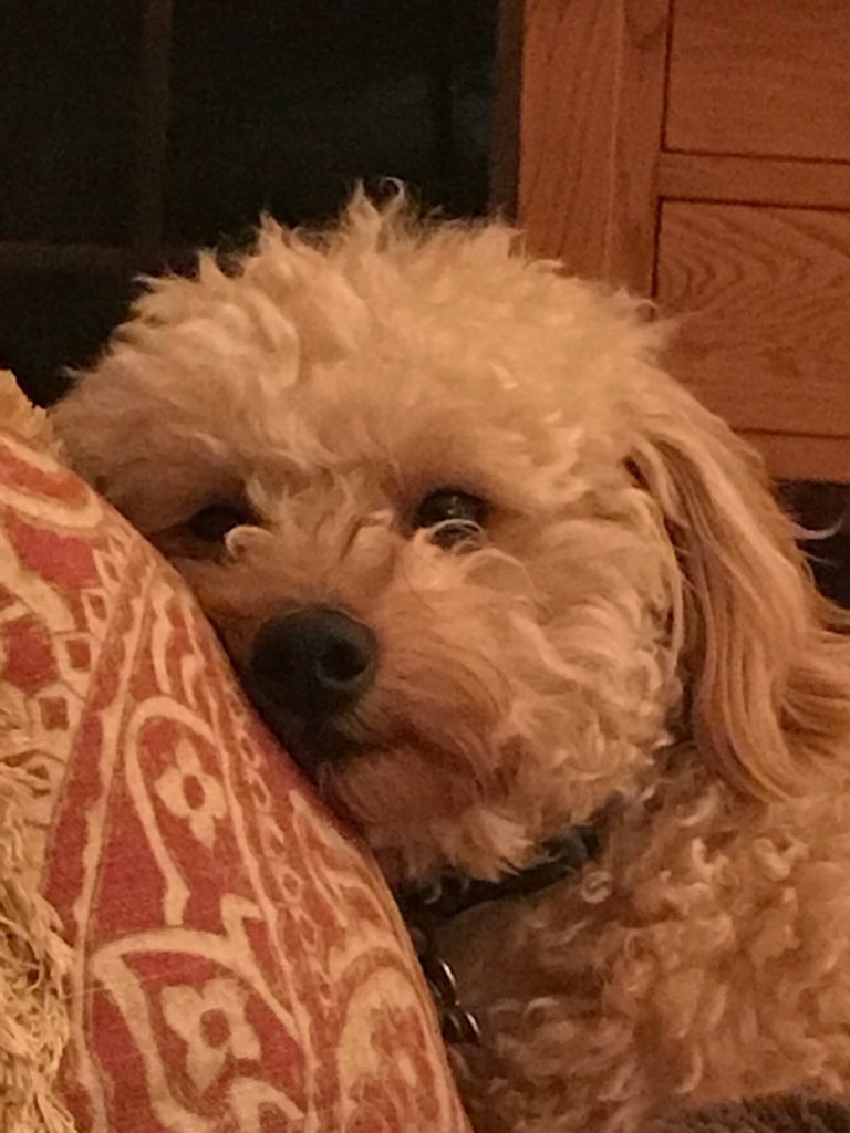 CharlieDogwin's tweet photo. @dog_feelings Penny for your thoughts? https://t.co/KG9Z4EySSO