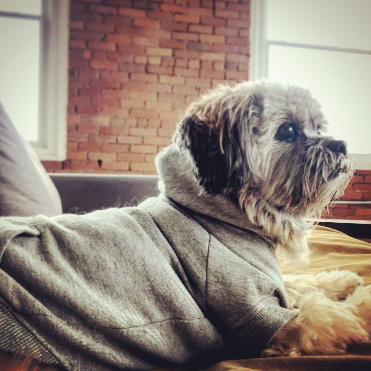 hue_studios's tweet photo. Oscar’s office attire...#hoodie #oscar #creator #vuedeveloper #webprogrammer #brandcoach #graphicdesigner #agencylife #designerlife #designerlifestyle #hue #growcreative #digitalagency #visualexcellence  #creativeprocess #vuejs #webdev https://t.co/rnvYUk4G92