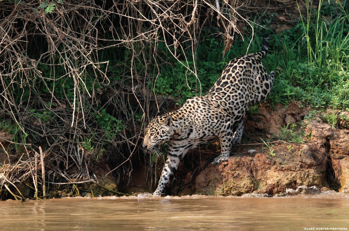 Maya the jaguar