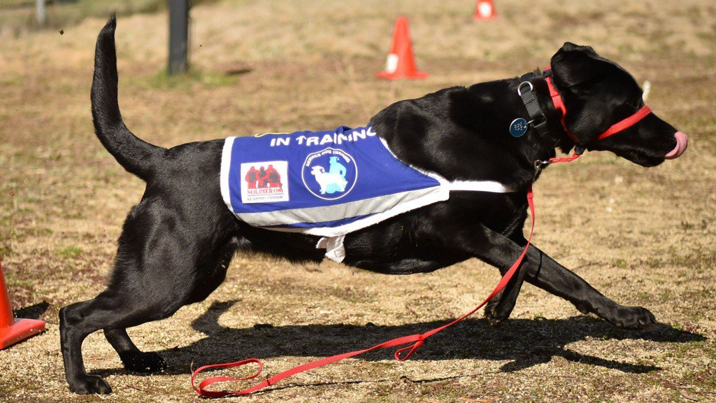 Pretending your dog's a service animal? WA bill would make that a $250 fine kng5.tv/2DNmsVP