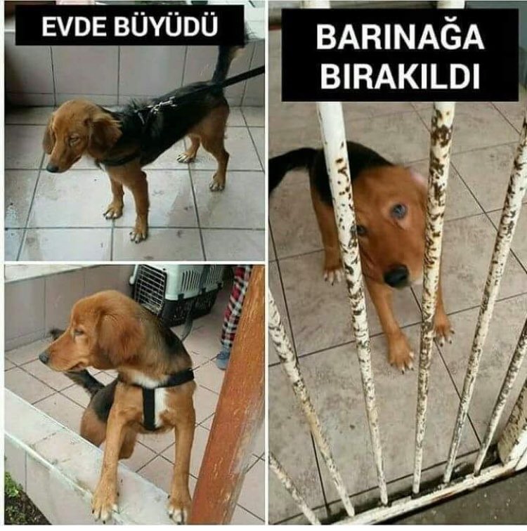 ONUN KALBİ SEVMEK SEVİLMEK İÇİN ATIYOR PEKİ YA SİZİNKİ?
AİLESİ TARAFINDAN BARINA TERKEDİLDİ YUVA BULDU DİYE SEVİNİRKEN SOKAĞA TERKEDİLDİ.
ŞİMDİ ONA EVLADI GİBİ SAHİP ÇIKACAK KORUYUP KOLLAYACAK GEÇİCİ YADA KALICI MELEĞİNİ ARIYORUZ.
ANKARA
İLETİŞİM:0543 478 58 93 #yokpahasınateaser