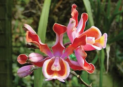 SBOrchidShow's tweet photo. It may be hard to pronounce, but this Isochilus Aurantiacus is definitely beautiful! . #SBIOS #SantaBarbara #SantaBarbaraCounty #santabarbarastrong #orchids #flowers https://t.co/ugW2OSSg36