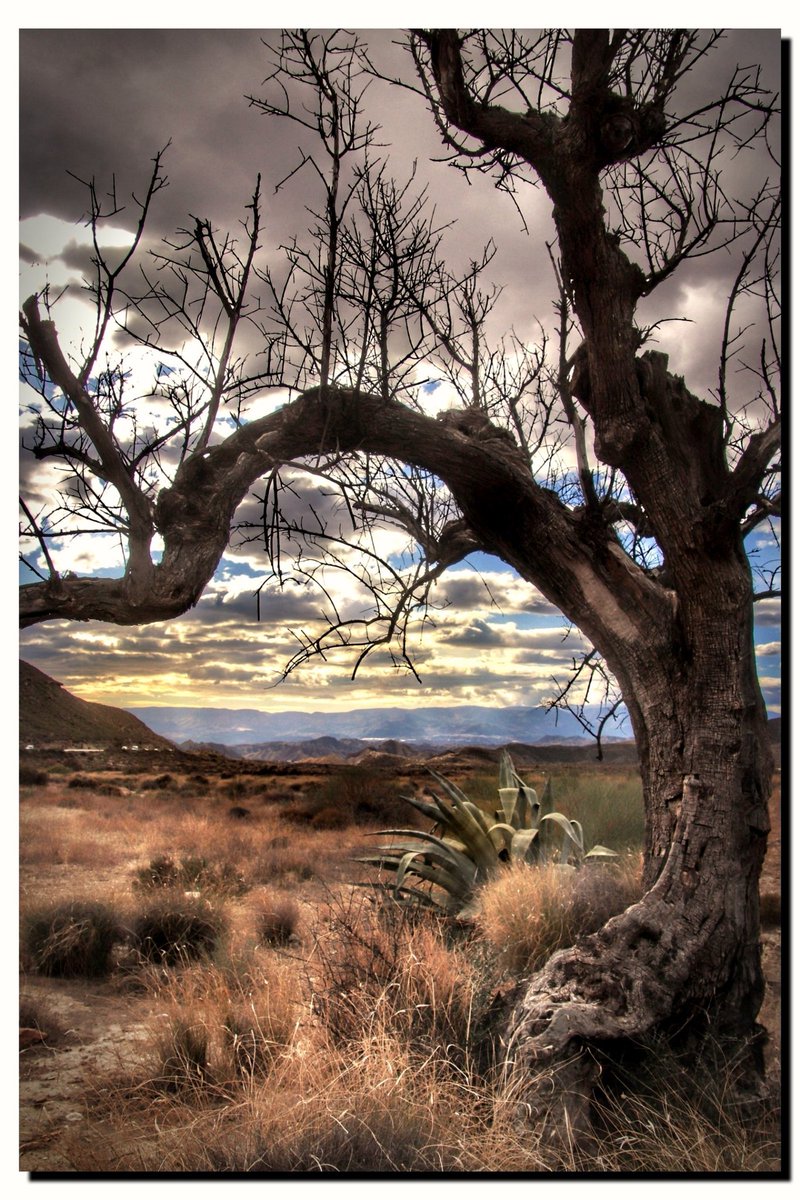 asuaranda's tweet photo. Horizontes Lejanos🌵🐎 (Tabernas)
@photoalmeria @AlmeriaFoto @almerialovers @AlmeriaTrending @Senderosalmeria @ILoveAlmeria @Turismo_Almeria @Almeriacine @LVD_fans @AlmeriaCRECE @pueblosyencanto @SitiosdeEspana @ElMundoEnFoto_ https://t.co/63rcAqDW0g