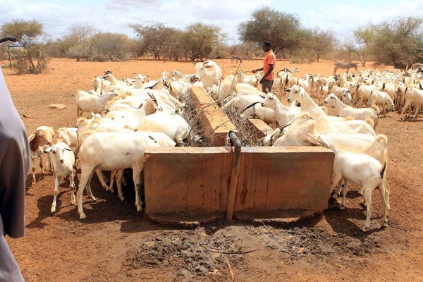 App to be launched to aid herders access pasture, water bit.ly/2DONgcp #SeedsOfGold