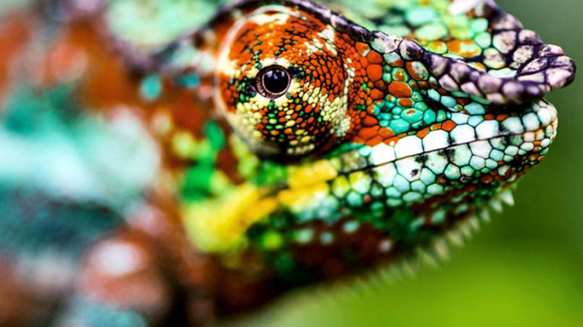 up-close shot of a chameleon's green and orange face focusing on the eye