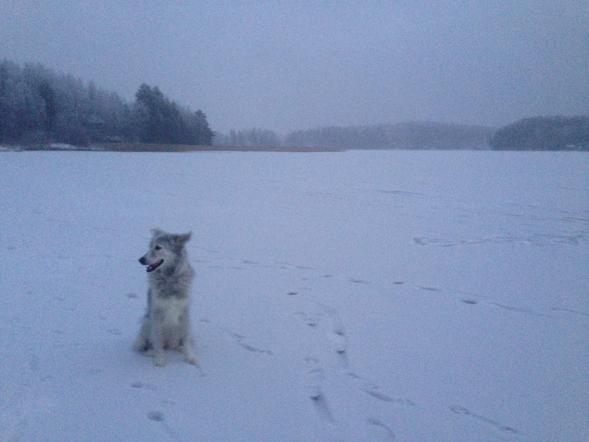 PetGuild's tweet image. "We call the shots. If there was ever any question about who is in charge, the dog is in no doubt. Dogs do not need to be brutalized with an alpha roll to get that." - Julie Naismith discusses the prevalence of canine anxiety: issuu.com/petprofessiona… #dogs