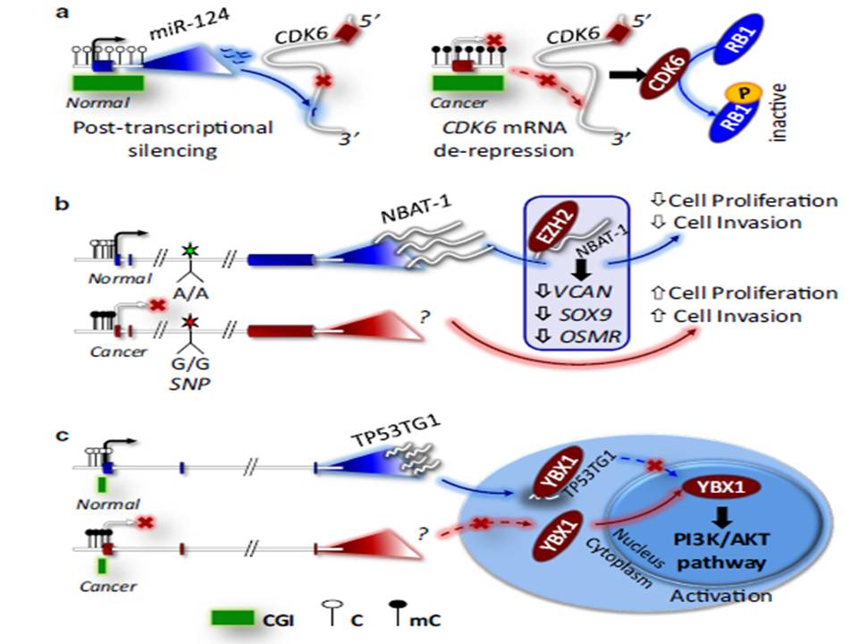 ManelEsteller's tweet image. Linking #epigenetics #noncodingRNA and #cancer, our article in Cancer and Metastasis Reviews #SpringerLink
ow.ly/nys330i6Zbf