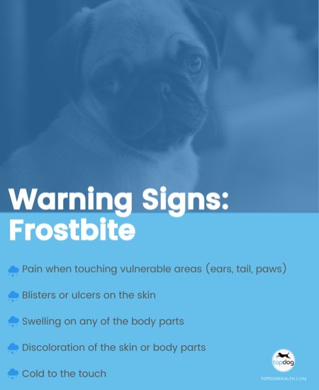 TopDogHealth's tweet image. Do you know the warning signs of #frostbite in #dogs? Check out this and more cold weather facts in our blog.  bit.ly/2loFjzs