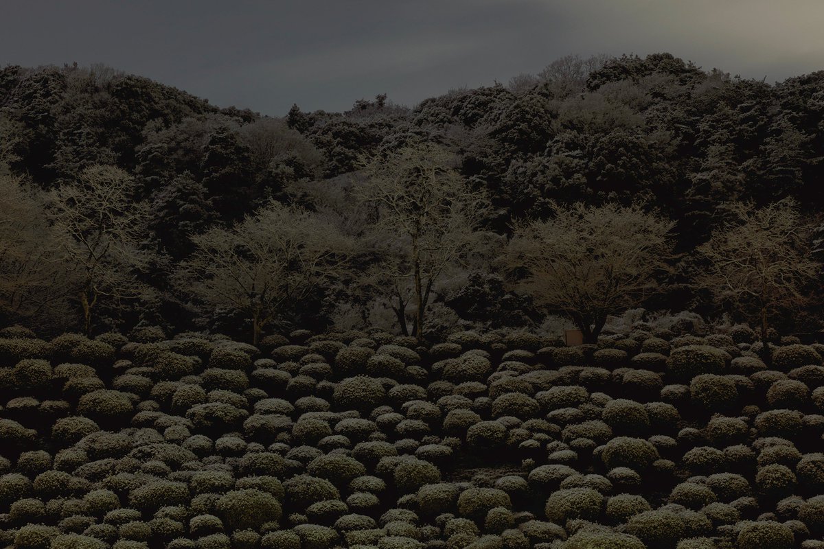 Black Dog Represents tweet media