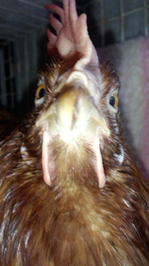 鳥の正面顔はかわいい