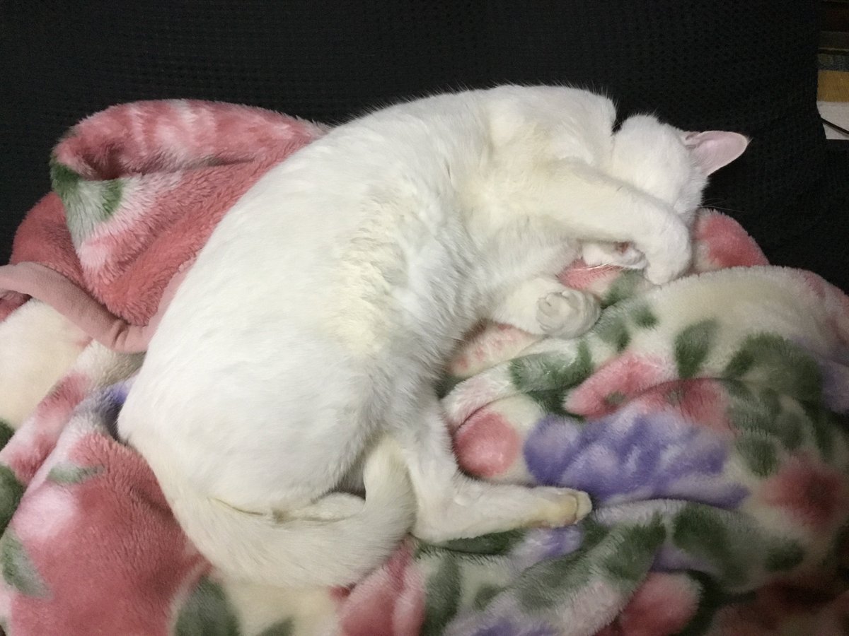 アイリーン(@ithacajetman)2018年01月 - Twilog