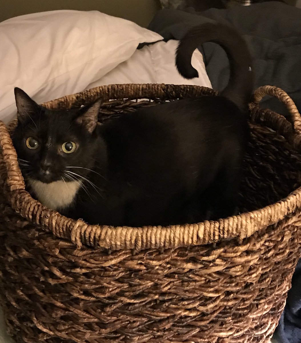 DenalitheCat's tweet photo. Someone enjoys reading and doing laundry!#denalithecat
https://t.co/pijWqxT6c3 https://t.co/WTaOCtJn1B