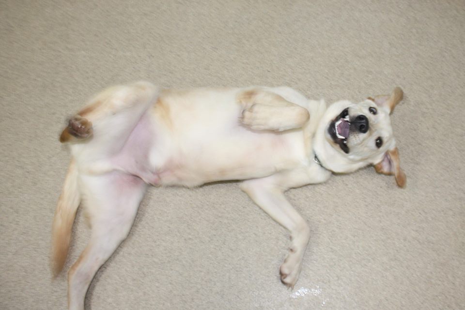 OnlyInBOS's tweet photo. ALERT: Due to a water main break, Northeast Animal Shelter currently has no water at their shelter &amp; are asking people to bring water to their thirsty pets.

347 Highland Ave, Salem. https://t.co/EWaXZ5tvHm