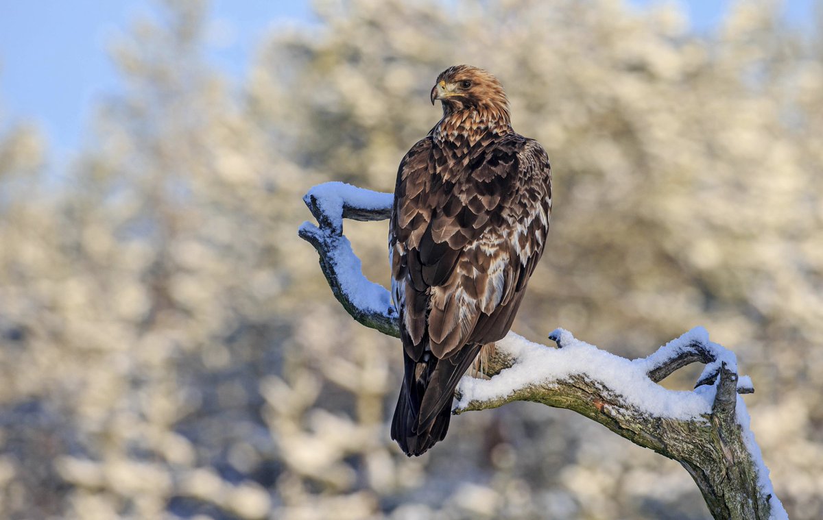 Risto Keränen On Twitter Golden Eagle Utajärvi Finland