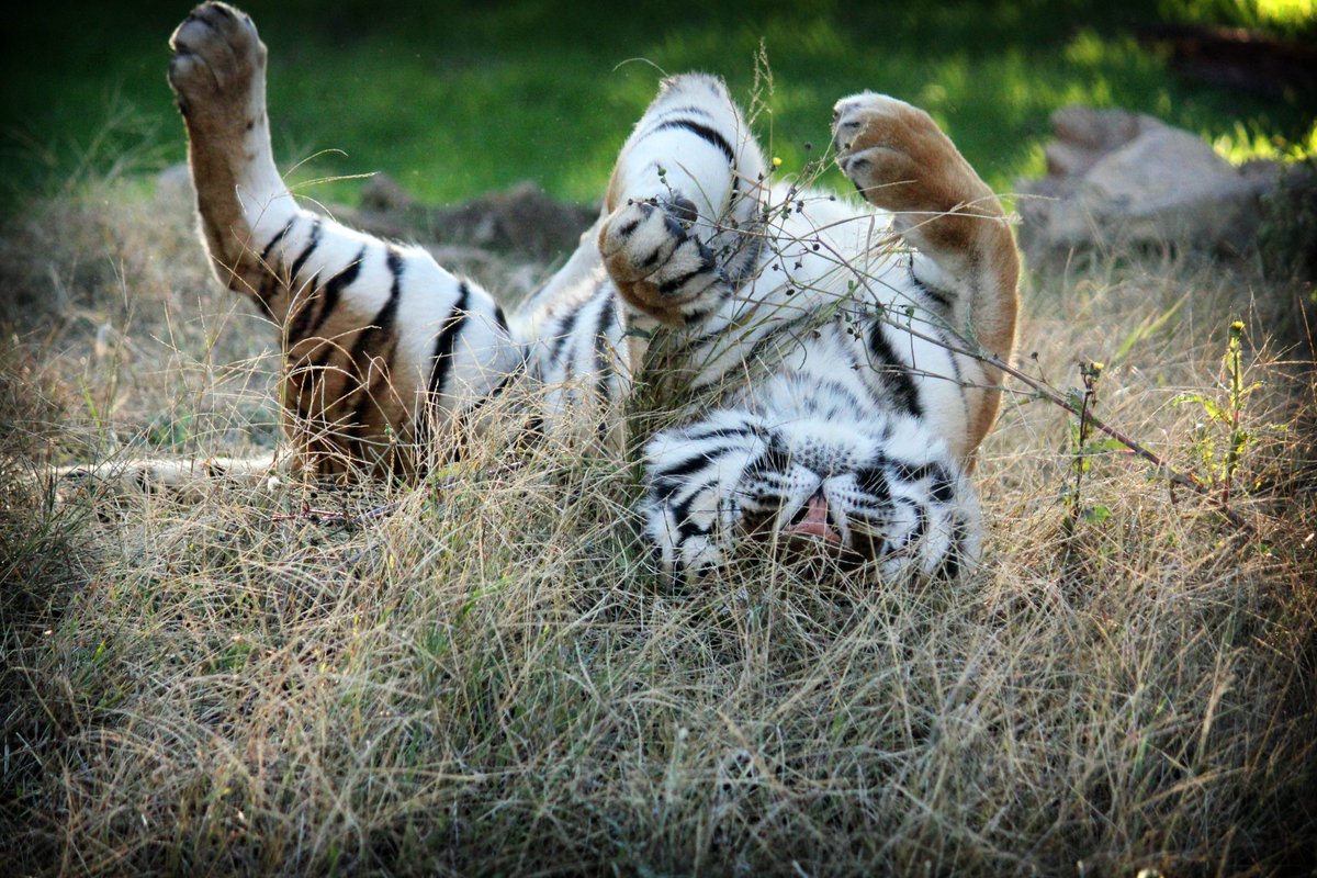PAWSARK2000's tweet photo. Read @PAWSARK2000 first newsletter of 2018 here: https://t.co/RO8wtJY7xn #tigers #elephants #bears #PAWSconference #OpenHouse https://t.co/iuIxYSh2Gj