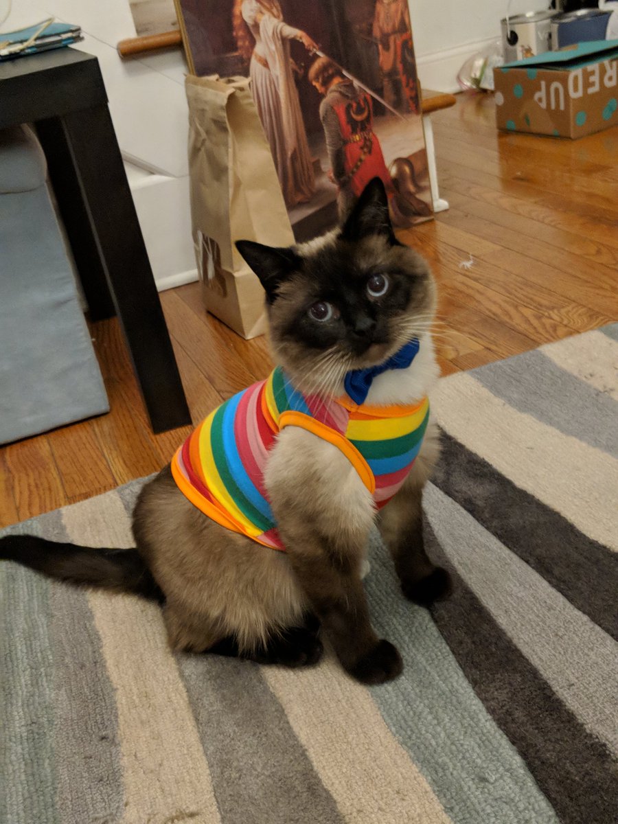 askdrwadsworth's tweet photo. Wear your stripes with Pride! #CatsOfTwitter #everythingsbetterwithrainbows #wethepeoplemeansallpeople https://t.co/hqyK4voRSG