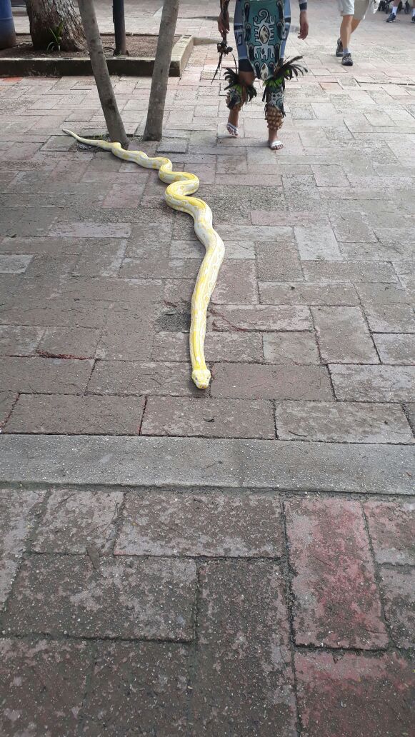 ¿Te atreverías a tocarla? 📸✌️
#BePassion ¡Bello ejemplar! 💕