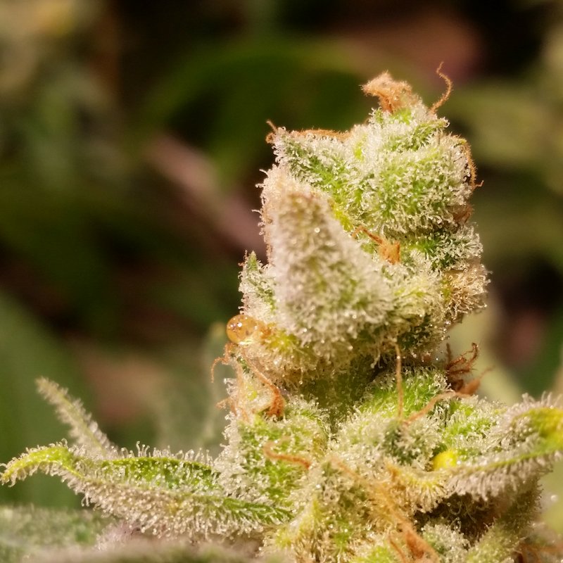 PathogenZero's tweet image. #nofilter needed for Cali Crop Doc BleedGold TankWreck 🔥🔥🔥 #PathogenZEROapproved