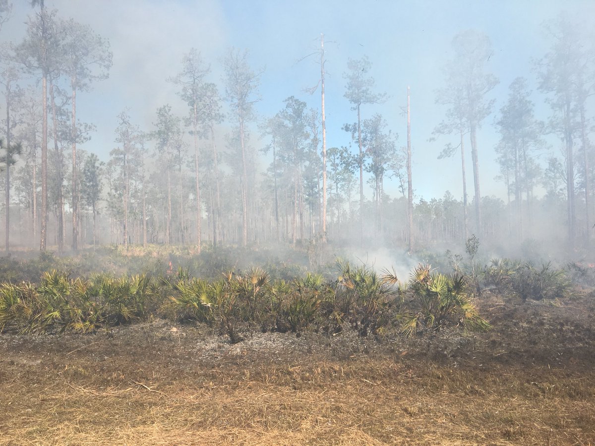 The crew at Avon Park is celebrating #PrescribedFireAwarenessWeek by doing some of our own. #GoodFires #rxfire <a href="/FFS_Lakeland/">FFS Lakeland</a> @USFWSFireSE