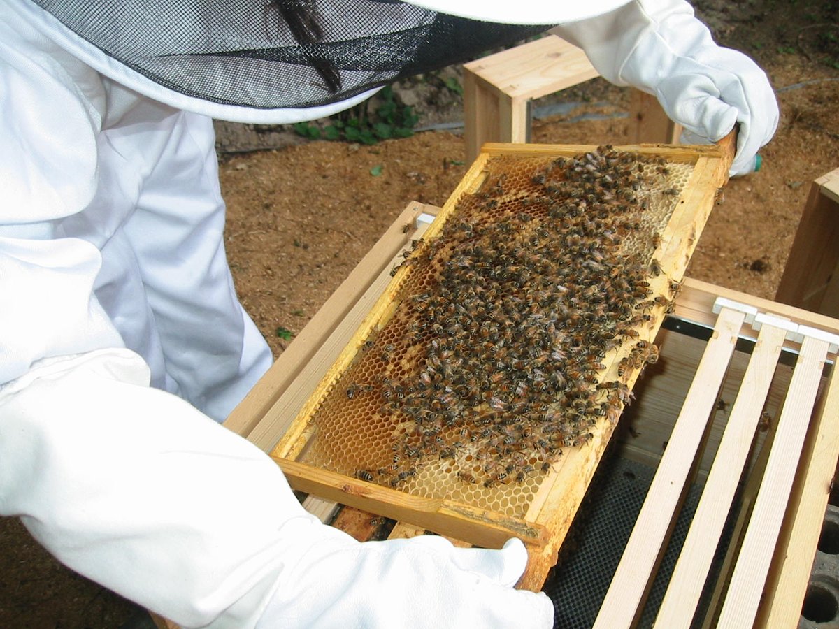 MantelFarm's tweet photo. Early Bird Discount On #Beekeeping Courses! Save 10% Our next beekeeping course is the beginners weekend on 24/25th Feb. Book any beekeeping course via our website before the end of Feb use coupon code BEE010FB at the checkout your discount will be applied https://t.co/vh4zUrSTBB https://t.co/fTgcyrH0gA