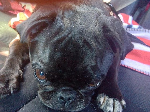 nursenebbie's tweet photo. #rescuepug #seniorpugsofinstagram #pugfashions #sergeantmajorofthesmushyfacearmy #nebbiethepug #nebulathepug #rescuepugsrock #nebbie🐽 https://t.co/6Ktayq6nUl