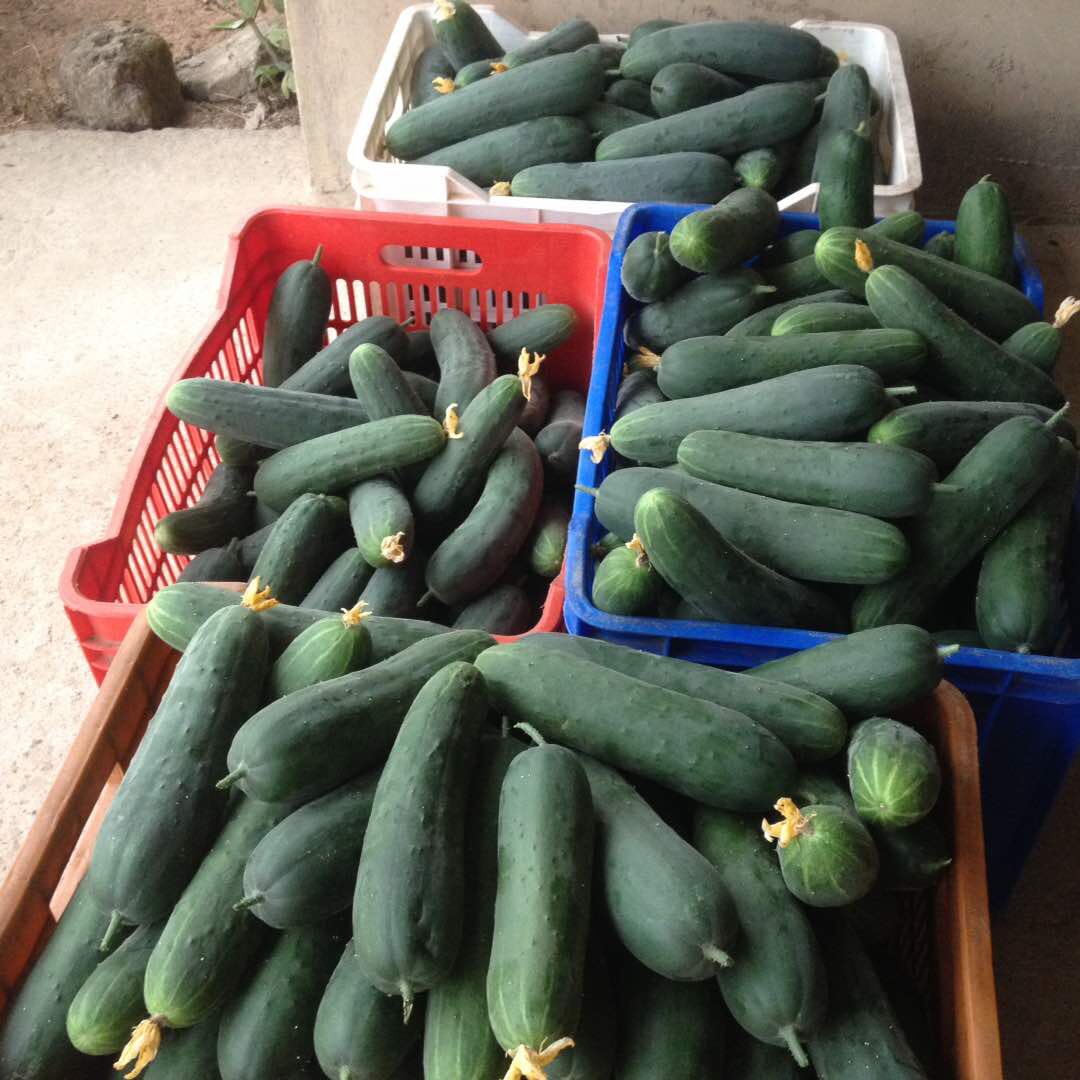vegmasters's tweet photo. Firs harvest 2018😍😍 https://t.co/ViHgRDDFT2