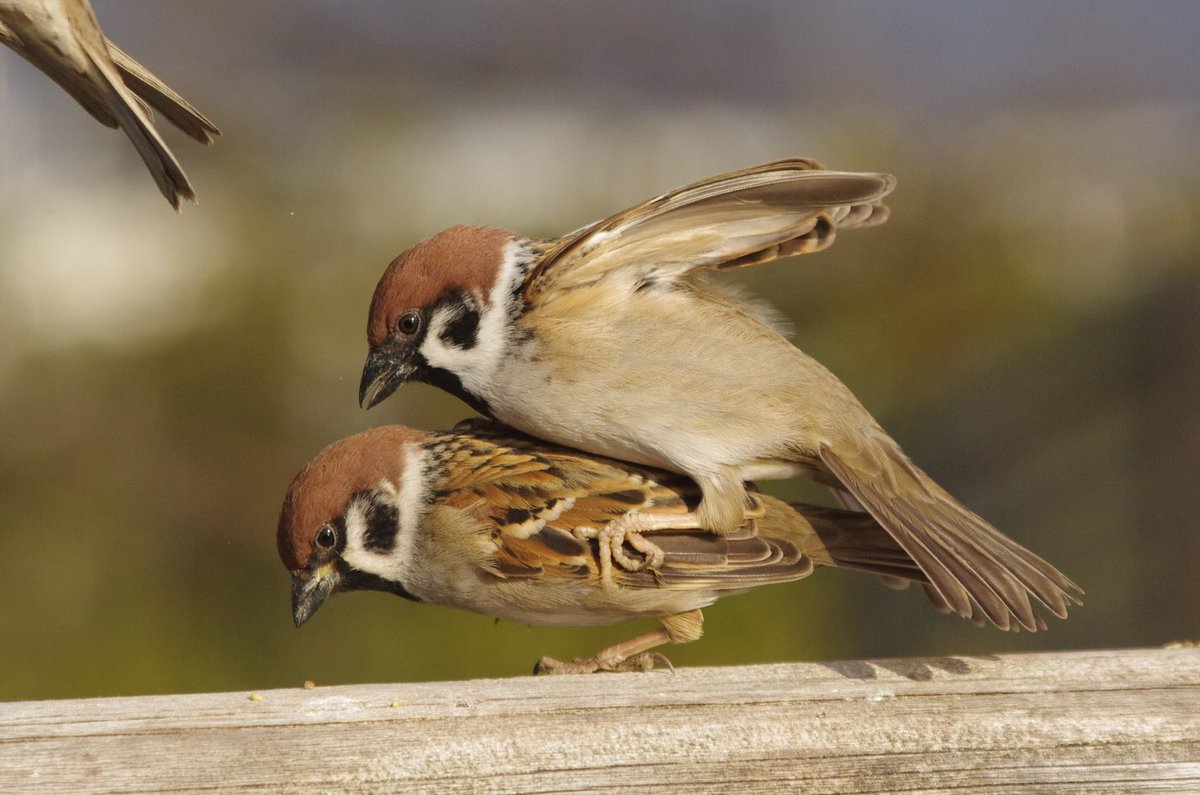 スズメ DxmnJ4kVsAAgUEB.jpg