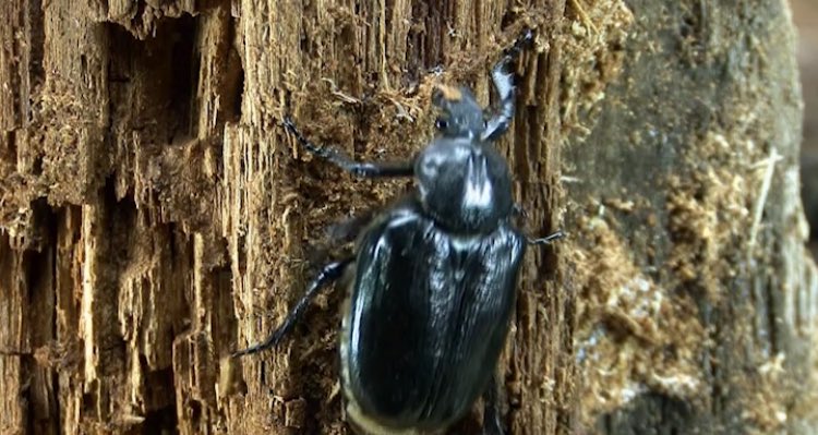 SandroSamba's tweet photo. Naturschutz im Wald und die Verantwortung des Forstdienstes...
https://t.co/zBejrUP53j
@Waldwissen 🐜🦗🦗🕷🕸🦋🐌🐗🐞🌲🌳 https://t.co/RLrEekWQTI