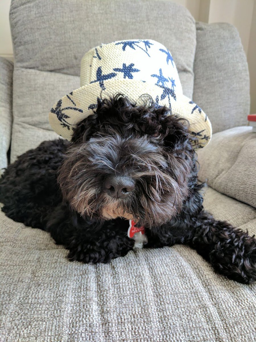 RafflesCockapoo's tweet image. nice hat !