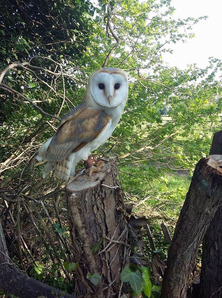 Stolen Missing Pets On Twitter Hands On Hawking Moulton