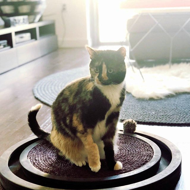 CatPlayFurnitur's tweet photo. We are happy to give joy for your cats 💝

#petsuppliesplus #petaccessories#catfeeders #kittensupplies
#lovemycat #handmadeaccessory #handmadegifts #handmadefurniture #giftsforcats #catcafe #welldesigned #diy #tabby #handmade https://t.co/rqOQxS3Alh https://t.co/xvjmo0y04D