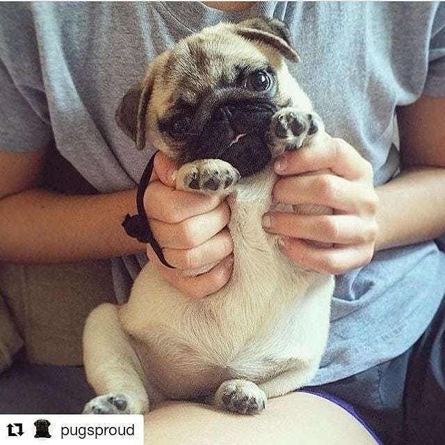 dempugsthough's tweet photo. Shop for pug lovers in bio 👉 @dempugsthough 🐶 Worldwide shipping 🌍✈️. 💗Please follow us: @dempugsthough #gift #ideas #pug #doggosandpuppers #fun #happy #joyfultimes https://t.co/2yFIo6aY2j https://t.co/CnB4vZ26Eh