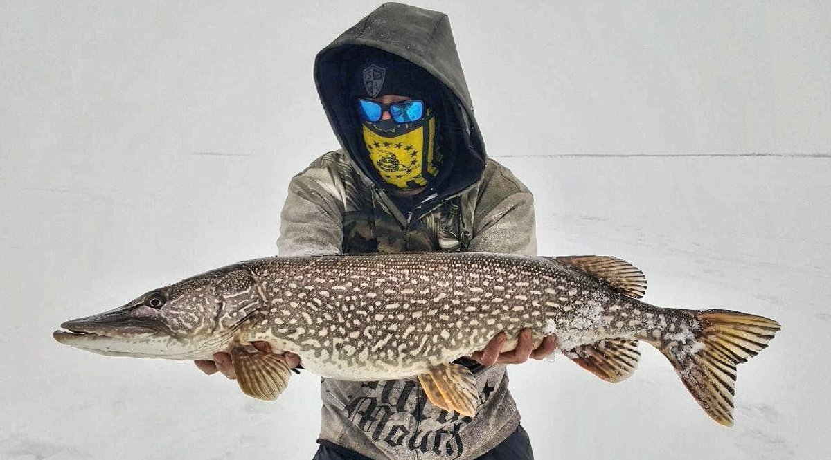 Some Alberta beauties. Been a great few trips. You guys killing it?? 🤘 #teammasterbaiters <a href="/Red_Shiner/">🍁RedShiner.ca</a> <a href="/ItaloLabignan/">CanadianSportfishing</a> <a href="/AdamTurnbull05/">Adam Turnbull</a> <a href="/Fishbigworld/">Fish Big</a> <a href="/BobIzumi/">Bob Izumi</a> <a href="/OfficialSATeam/">SA Company</a> <a href="/OwenNolan11/">Owen Nolan</a> <a href="/gordpyzer/">Gord Pyzer</a> <a href="/SheLovesToFish/">Ashley Rae</a> <a href="/APACHE_101/">Alberta Boyz</a>